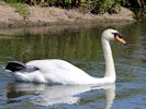 Mute Swan (WWT Slimbridge May 2104) ©Nigel Key